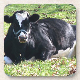 Resting Dairy Koe Green Postmarks Back Drankjes Onderzetter