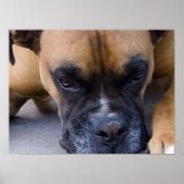 Resting Dog Boxer Poster (Voorkant)