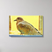 Resting Dove Canvas Afdruk (Voorkant)