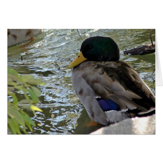 Resting Duck (Voorkant Horizontaal)