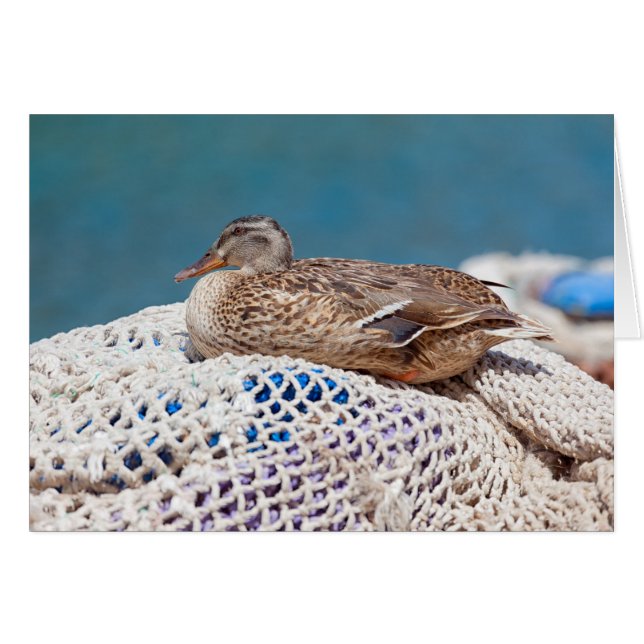 Resting Duck (Voorkant Horizontaal)