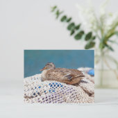 Resting Duck Briefkaart (Staand voorkant)