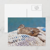 Resting Duck Briefkaart (Voorkant / Achterkant)