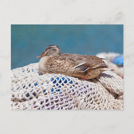 Resting Duck Briefkaart (Voorkant)