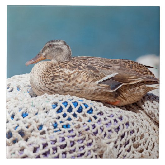 Resting Duck Tegeltje (Voorkant)