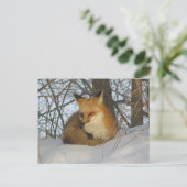 Resting Fox Briefkaart (Staand voorkant)