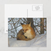 Resting Fox Briefkaart (Voorkant / Achterkant)