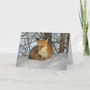 Resting Fox Kaart