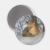 Resting Fox Magneet (Voorkant / Achterkant)
