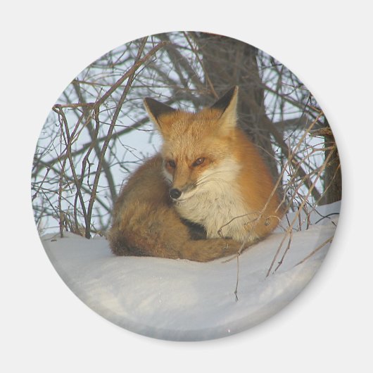 Resting Fox Magneet (Voorkant)