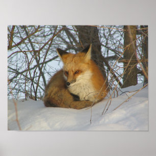 Resting Fox Poster