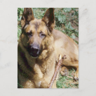 Resting German Shepherd Briefkaart