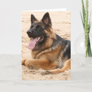 Resting German Shepherd Dog Wenskaart Kaart