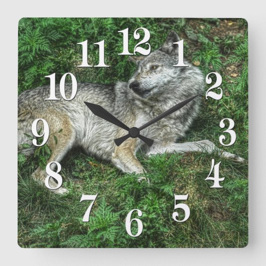 Resting Gray Wolf 2 Wildlife Clock Vierkante Klok (Voorkant)