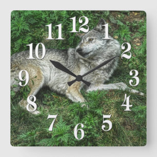 Resting Gray Wolf 2 Wildlife Clock Vierkante Klok