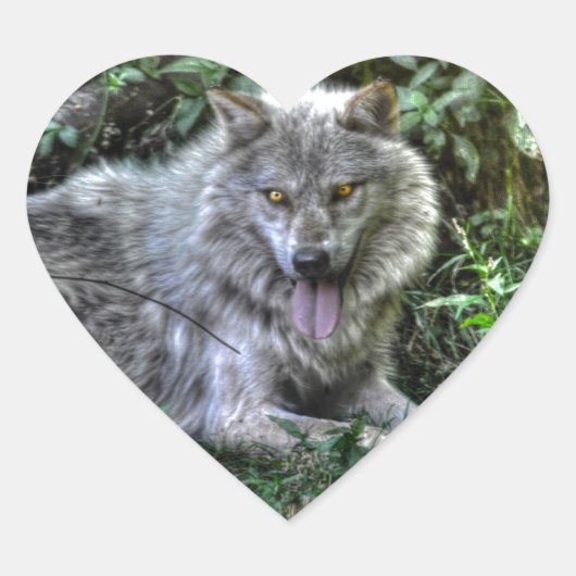 Resting Gray Wolf 3 Wildlife Gift Hart Sticker (Voorkant)