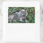 Resting Gray Wolf 3 Wildlife Gift Rechthoekige Sticker (Tas)