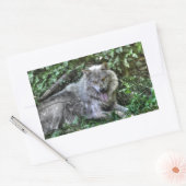 Resting Gray Wolf 3 Wildlife Gift Rechthoekige Sticker (Envelop)