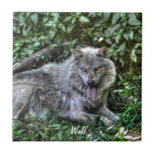 Resting Gray Wolf 3 Wildlife Gift Tegeltje