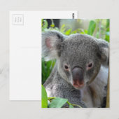 Resting, Happy Koala Briefkaart (Voorkant / Achterkant)