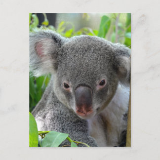 Resting, Happy Koala Briefkaart