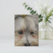 Resting Havanese Dog Briefkaart (Staand voorkant)