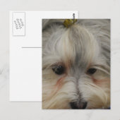 Resting Havanese Dog Briefkaart (Voorkant / Achterkant)