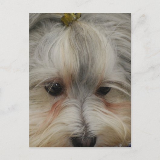 Resting Havanese Dog Briefkaart (Voorkant)