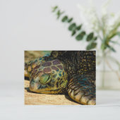 Resting Hawaiian Green Zee Turtle (Honu) Briefkaar Briefkaart (Staand voorkant)