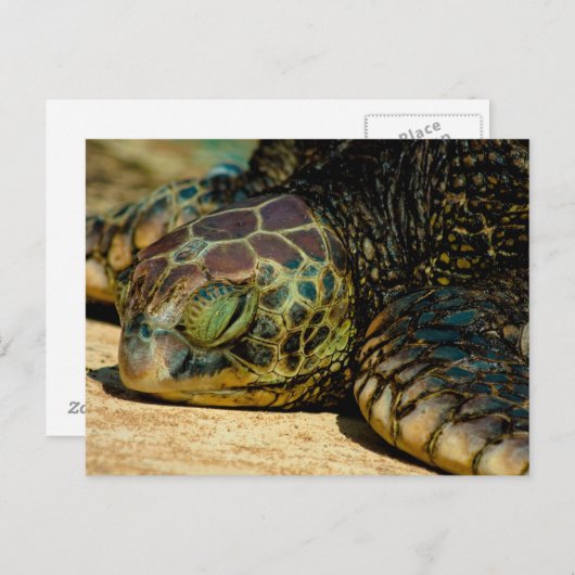 Resting Hawaiian Green Zee Turtle (Honu) Briefkaar Briefkaart (Voorkant / Achterkant)
