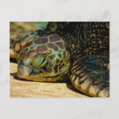 Resting Hawaiian Green Zee Turtle (Honu) Briefkaar Briefkaart (Voorkant)