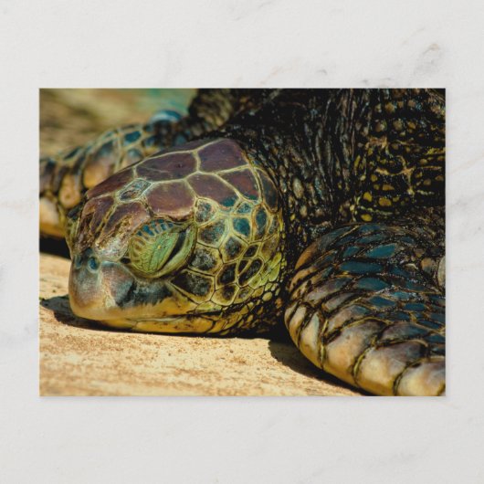 Resting Hawaiian Green Zee Turtle (Honu) Briefkaar Briefkaart (Voorkant)