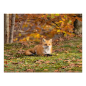 Resting Herfst Fox Foto Afdruk (Voorkant)
