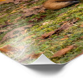 Resting Herfst Fox Foto Afdruk (Hoek)