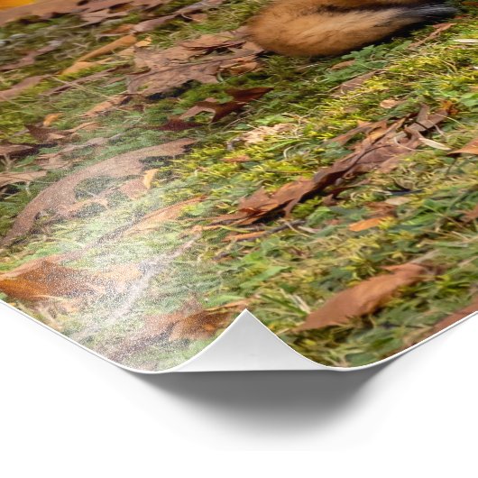 Resting Herfst Fox Foto Afdruk (Hoek)