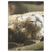 Resting Jaguar Klembord (Achterkant)