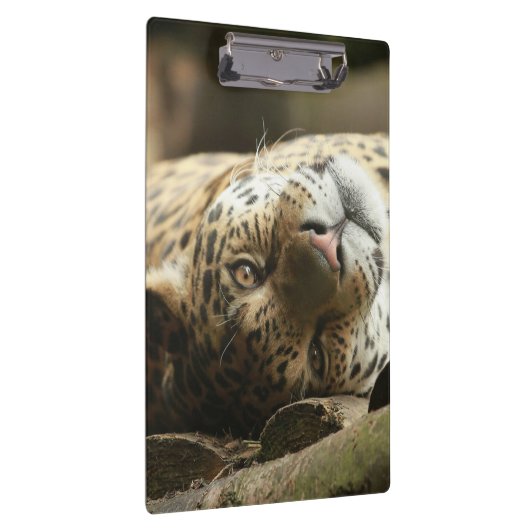 Resting Jaguar Klembord (Rechts)