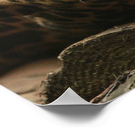 Resting Jaguar Poster (Hoek)