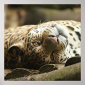Resting Jaguar Poster (Voorkant)