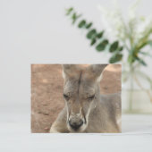 Resting Kangaroo Briefkaarten (Staand voorkant)