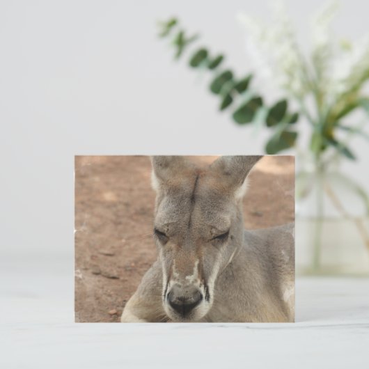 Resting Kangaroo Briefkaarten (Staand voorkant)