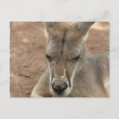 Resting Kangaroo Briefkaarten (Voorkant)