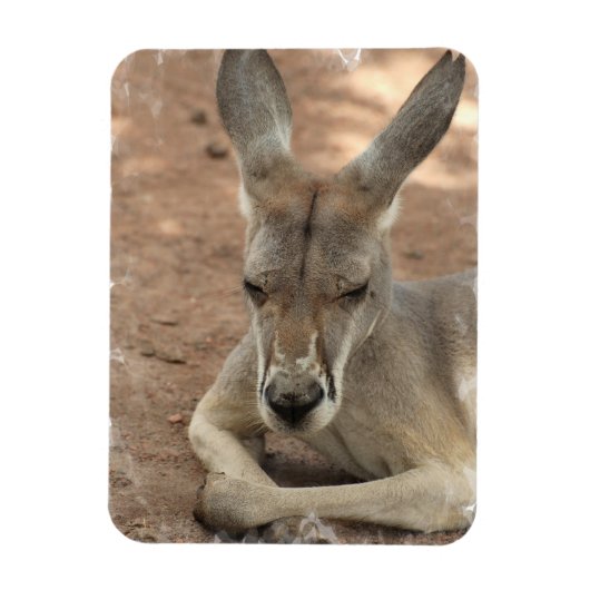 Resting Kangaroo Premium Magnet Magneet (Verticaal)