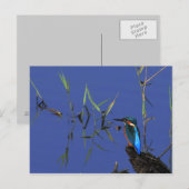 Resting Kingfisher Briefkaart (Voorkant / Achterkant)