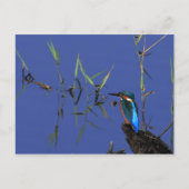 Resting Kingfisher Briefkaart (Voorkant)