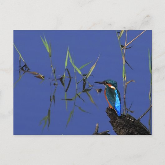Resting Kingfisher Briefkaart (Voorkant)