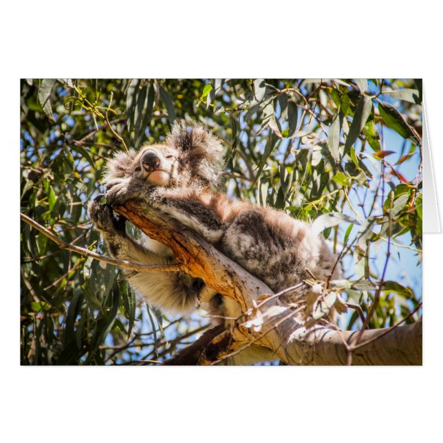 Resting Koala (Voorkant Horizontaal)