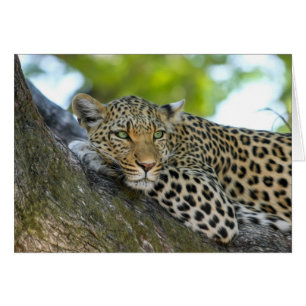 Resting Leopard