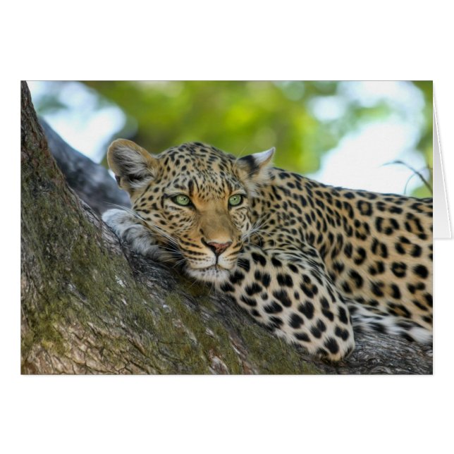 Resting Leopard (Voorkant Horizontaal)