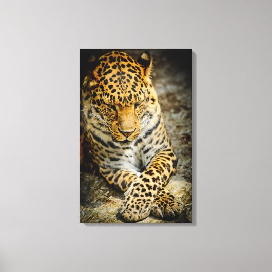 Resting Leopard Canvas Afdruk (Voorkant)